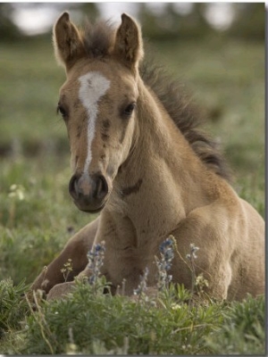 Wild Horse Colt Foal Resting Portrait, Montana, USA Pryor Mountains Hma