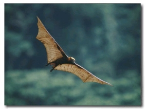 A Golden Crowned Flying Fox in Flight