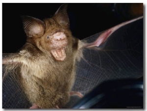 A Leaf Nosed Bat