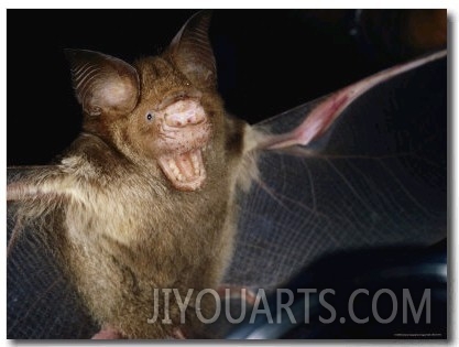 A Leaf Nosed Bat