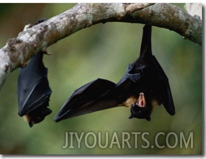 Flying Fox Bats Hang from a Limb in an American Samoa Rainforest