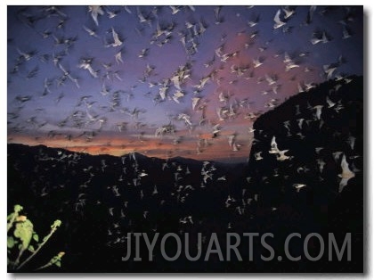Thousands of Wrinkled Lipped Bats Fly out of a Cave at Dusk