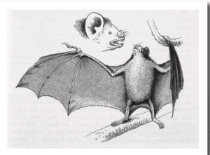 Vampire Bat (Desmodus d