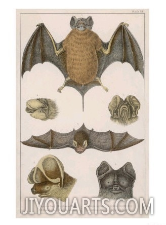 Various Species of Bat