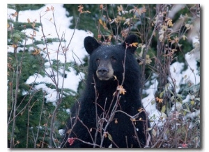 A Black Bear Looks Out of a Forest While Hunting for Food