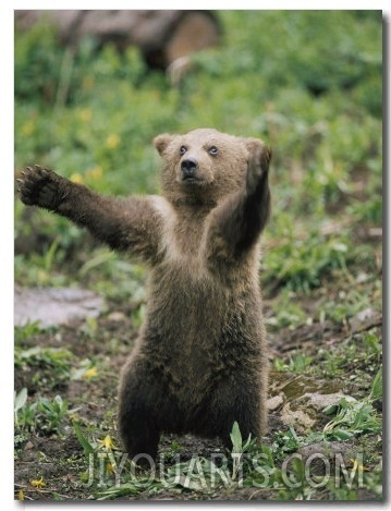 A Grizzly Bear Cub Stands with Arms Outstretched