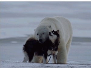 A Polar Bear (Ursus Maritimus) and a Husky Cuddle up to Each Other in the Snow