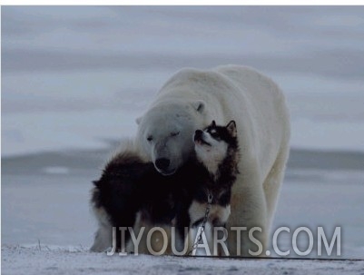 A Polar Bear (Ursus Maritimus) and a Husky Cuddle up to Each Other in the Snow