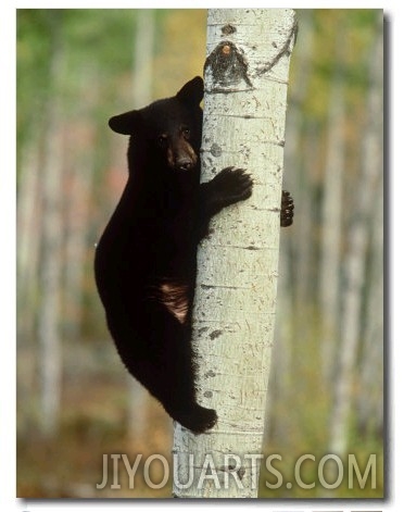 Black Bearursus Americanuscub Sat up Tree, Autumn Foliage