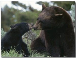 Captive American Black Bear and Cub