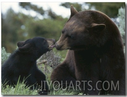 Captive American Black Bear and Cub