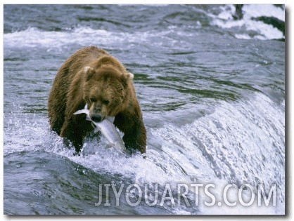 Grizzly Bear (Ursus Arctos) Fishing at Brook Falls, Katmai National Park, Alaska