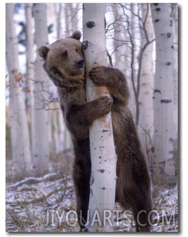 Grizzly Bear Grabbing Tree, North America