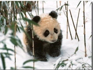 Panda Cub on Snow, Wolong, Sichuan, China