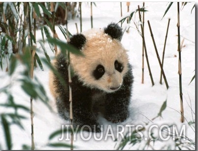 Panda Cub on Snow, Wolong, Sichuan, China