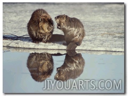 A Pair of Beavers Reflected on the Surface of a Thawing Lake