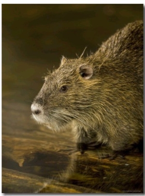 Beaver from the Omaha Zoo, Nebraska