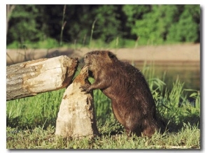 Beaver, Feeding on Tree He Just Cut Down, USA