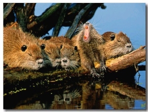 Litter of Young Nutrias, Louisiana