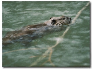 Swimming Beaver