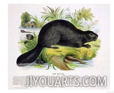The Beaver, Educational Illustration Pub. by the Society for Promoting Christian Knowledge, 1843