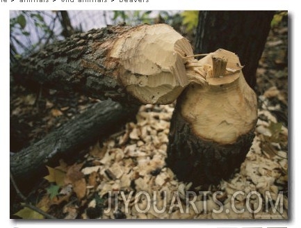 Tree Felled by an Industrious Beaver