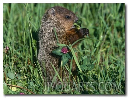 Woodchuck, Feeding, Minnesota, USA