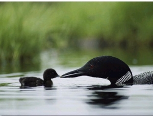 A Tiny Loon Chick Being Fed by its Parent