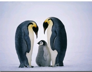 Emperor Penguins, Family, Antarctica