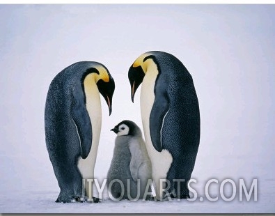 Emperor Penguins, Family, Antarctica