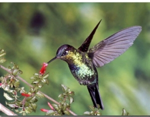 Fiery Throated Hummingbird, Feeding at Fuchsia Microphylla, Volcan Poas National Park, Costa Rica