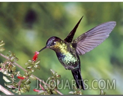 Fiery Throated Hummingbird, Feeding at Fuchsia Microphylla, Volcan Poas National Park, Costa Rica