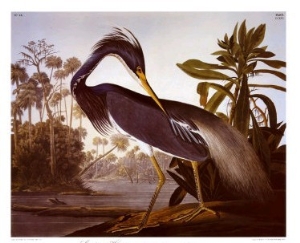 Louisiana Heron