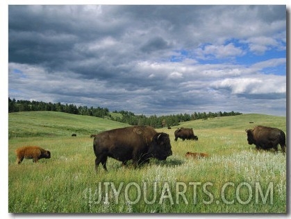 Bison and Their Calves Graze in Custer State Park