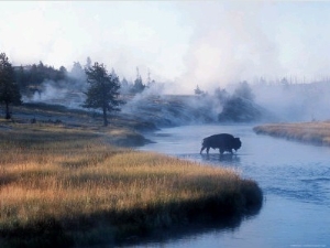 Bison Crosses the Firehole River Flowing Through Geyser Basins, Yellowstone