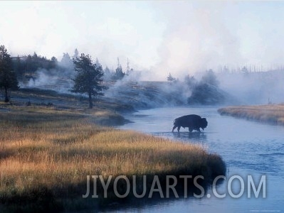 Bison Crosses the Firehole River Flowing Through Geyser Basins, Yellowstone