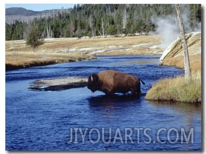 Bison Crossing the Firehole River, WY