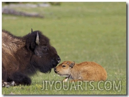 Bison, Young Calf and Mother Laid Down Resting in Meadow, USA