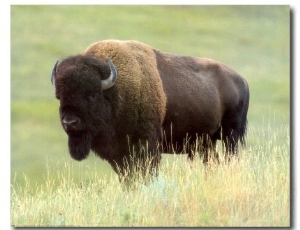 Buffalo