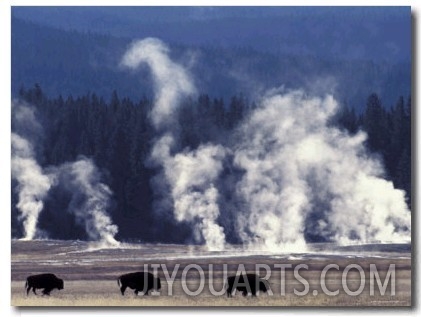 Landscape with Bison and Steam from Geysers, Yellowstone National Park, Wyoming Us