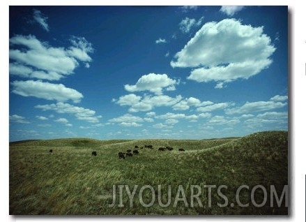 Small Herd of Bison Graze Native Grasses on a Nebraska Prairie