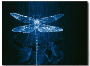 A Model of a Dragonfly in a Wind Tunnel Shows the Pattern of Air Passing over the Insect