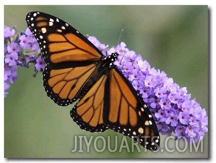 A Monarch Butterfly Spreads its Wings as It Feeds on the Flower of a Butterfly Bush