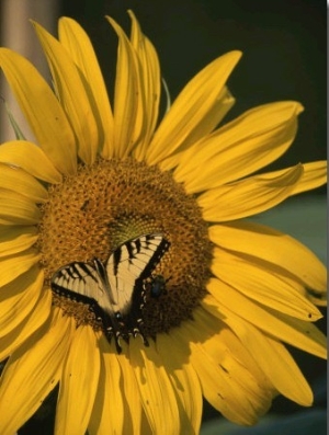 A Yellow Swallowtail Butterfly Sits on a Sunflower in the Sun