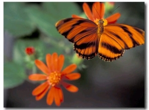 Acraea at Butterfly World, Florida, USA