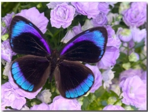 Blue and Black Butterfly on Lavender Flowers, Sammamish, Washington, USA