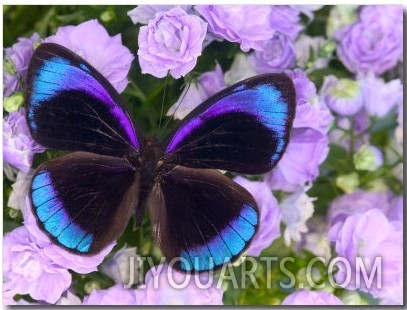 Blue and Black Butterfly on Lavender Flowers, Sammamish, Washington, USA