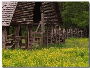 Buttercups and Cantilever Barn, Pioneer Homestead, Great Smoky Mountains National Park, N. Carolina