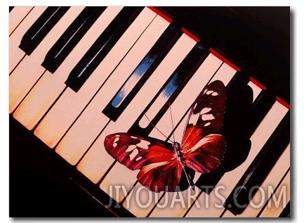 Butterfly on Piano Keyboard