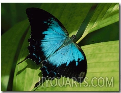 Close View of a Ulysses Butterfly